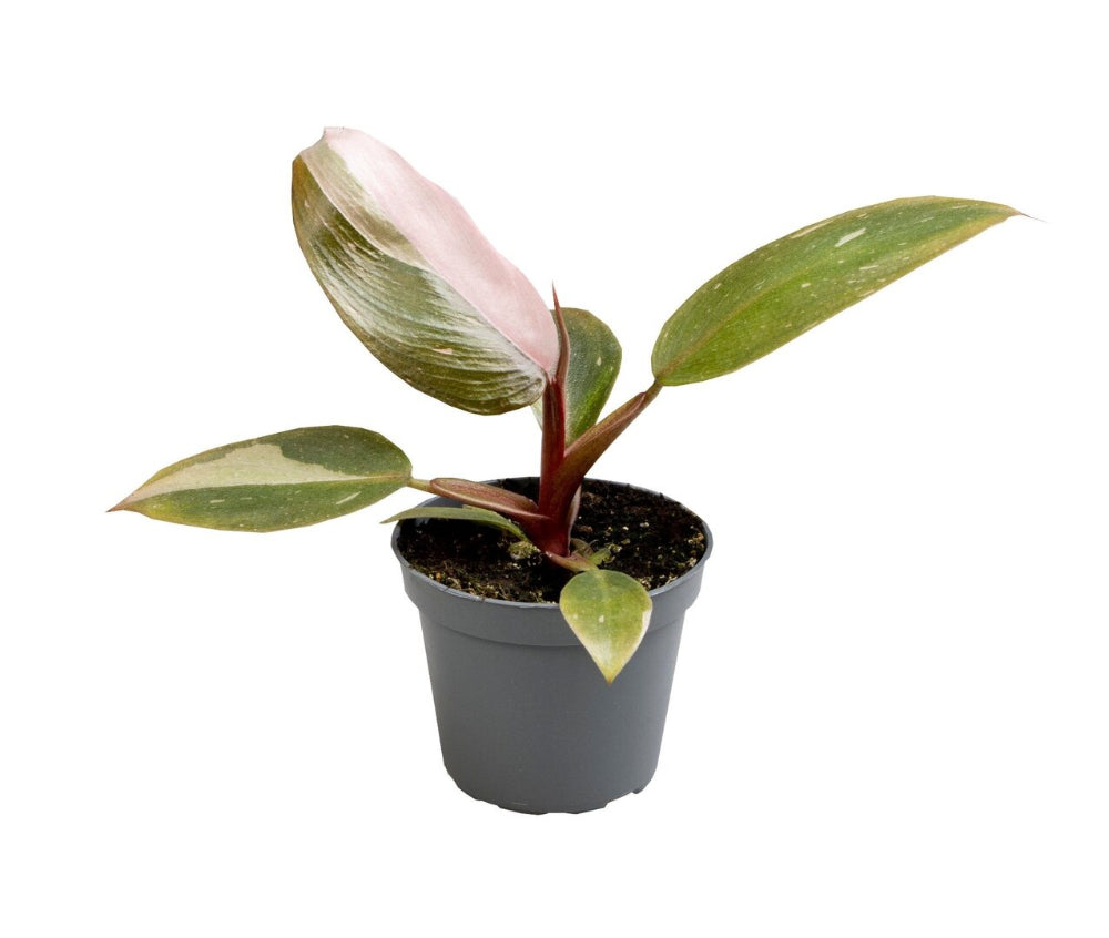 Philodendron Pink Princess Baby