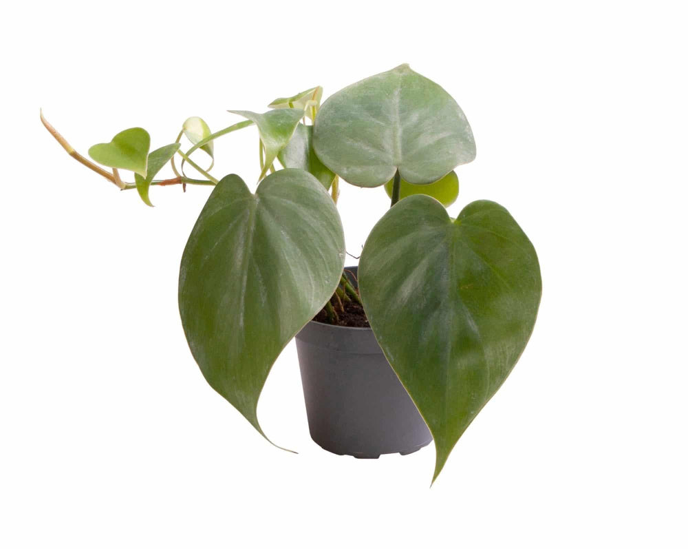 philodendron hederaceum mature Philodendron hederaceum var. oxycardium (Philodendron scandens) Baby
