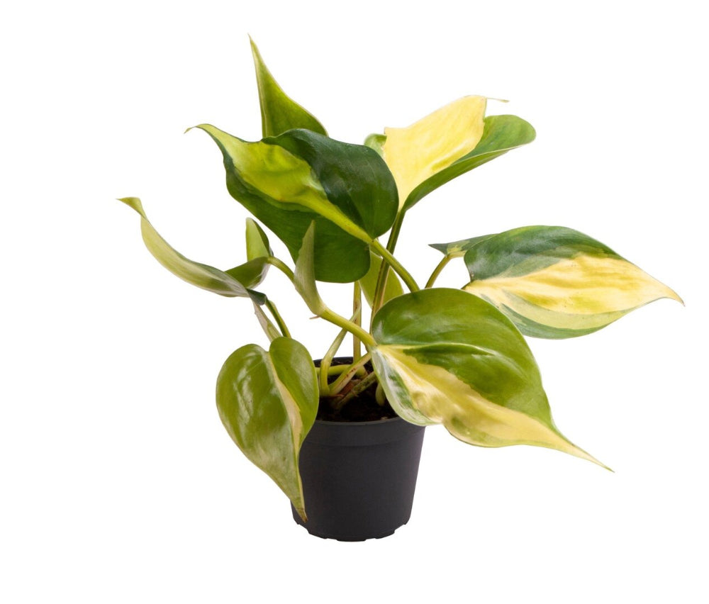 philodendron hederaceum var. oxycardium 'brasil' Philodendron Brasil Baby is a classic, easy care houseplant