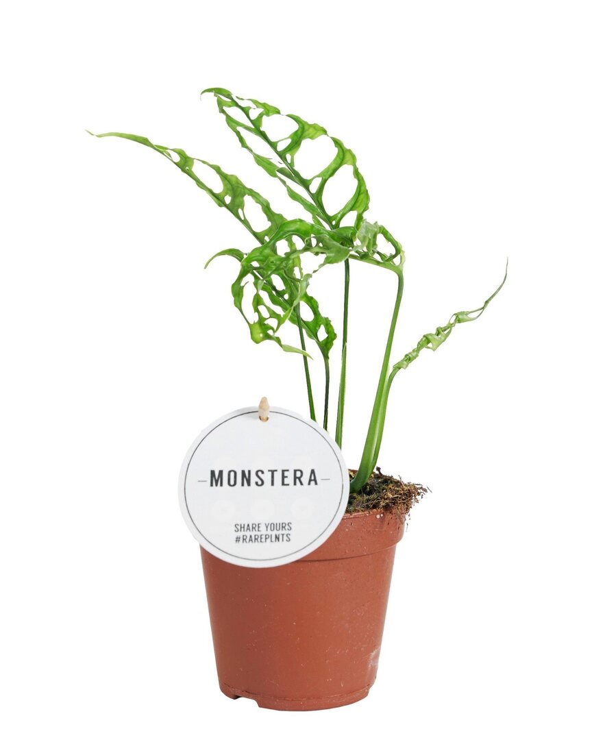 monstera adansonii obliqua peru Monstera Obliqua Peru is a rare, iconic Aroid for collectors
