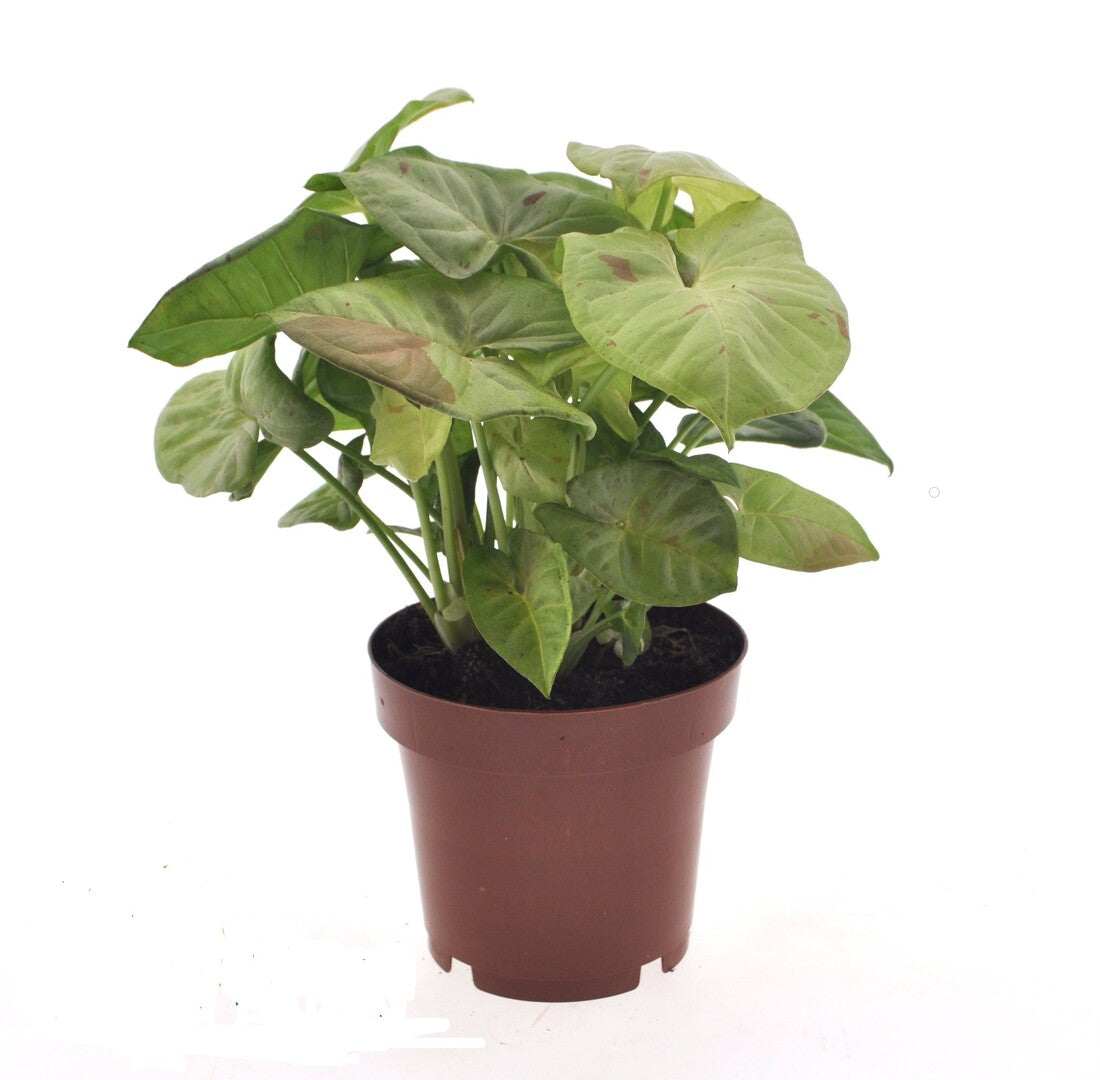 Syngonium Milk Confetti Medium