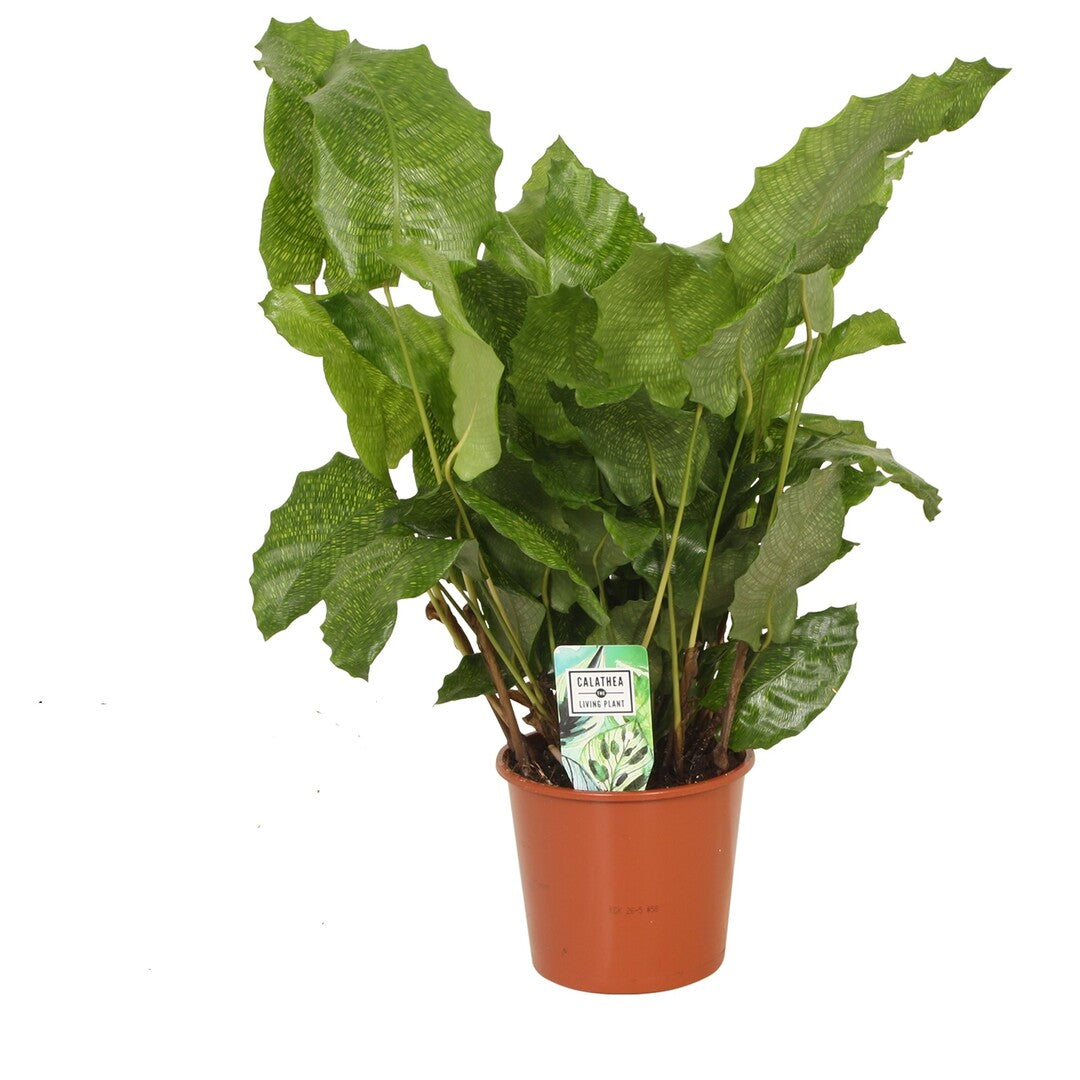 Goeppertia kegeljanii 'Network' (Calathea musaica) Large