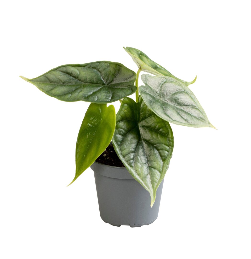 Alocasia dragon scale baby