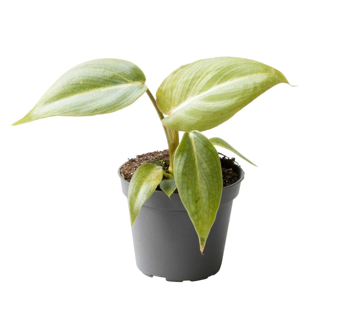 Healthy Philodendron Gloriosum Baby. A perfect philodendron gloriosum baby for your indoor houseplant collection.