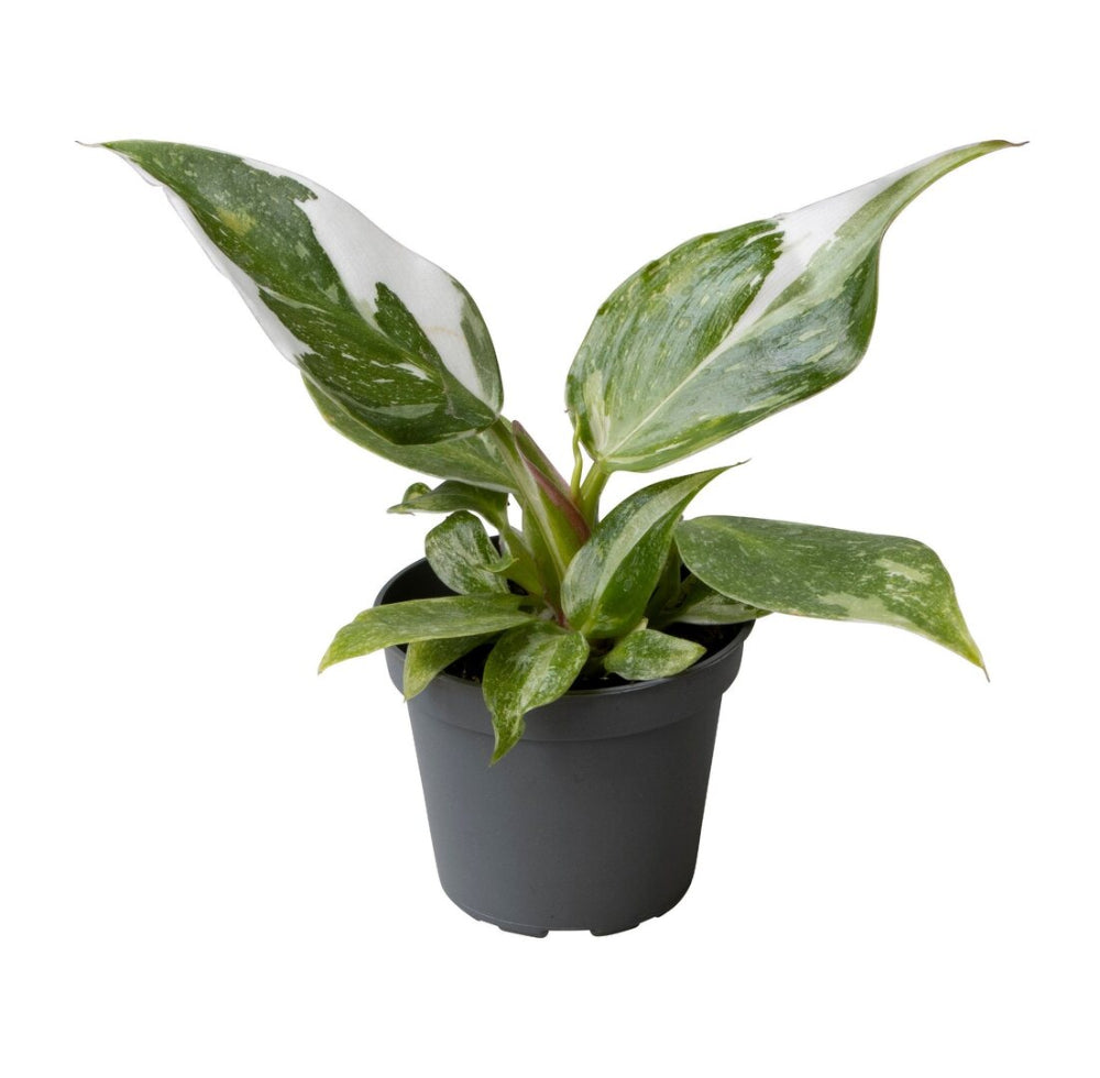 Philodendron ‘White Princess’ baby in a nursery pot highlighting its emerging white-variegated foliage.