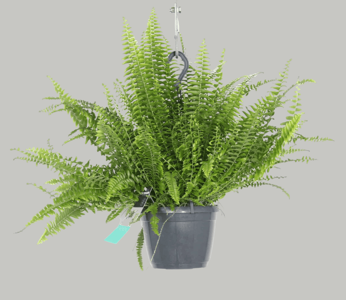 Nephrolepis exaltata 'Green Lady' (Boston Fern) L – Large, Approx. 40.0cm height – 17.0cm Pot 2