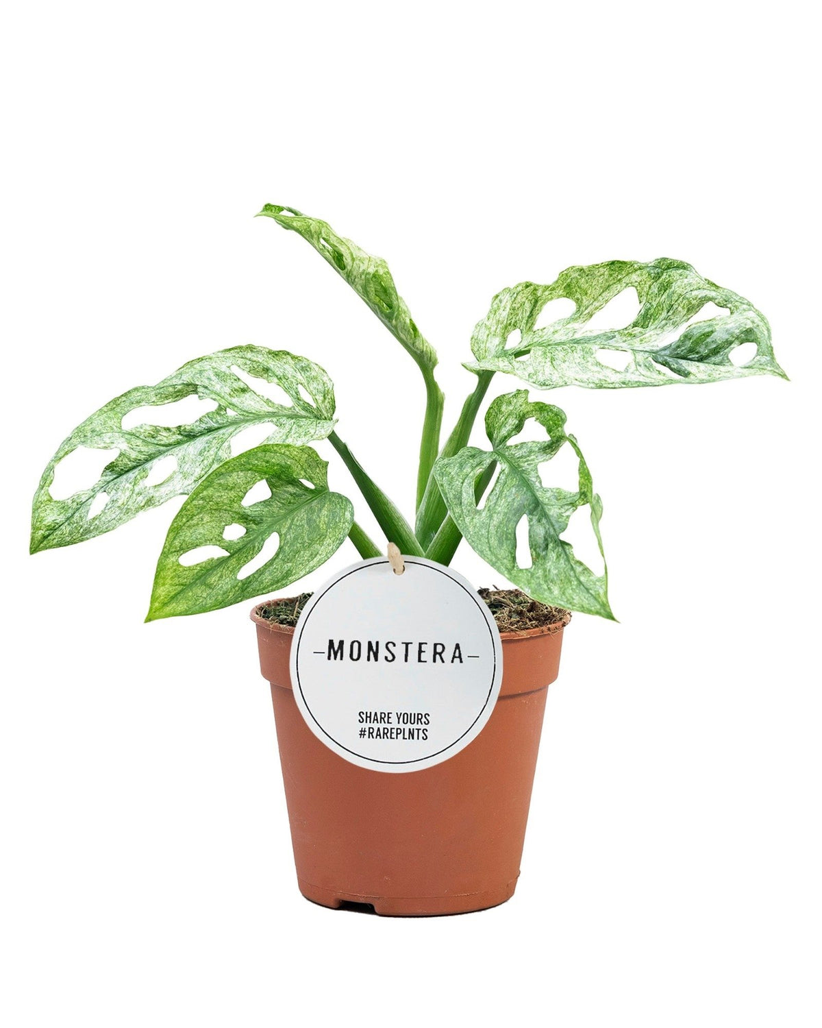 Healthy Monstera Adansonii Mint M. A perfect monstera adansonii mint m for your indoor houseplant collection.