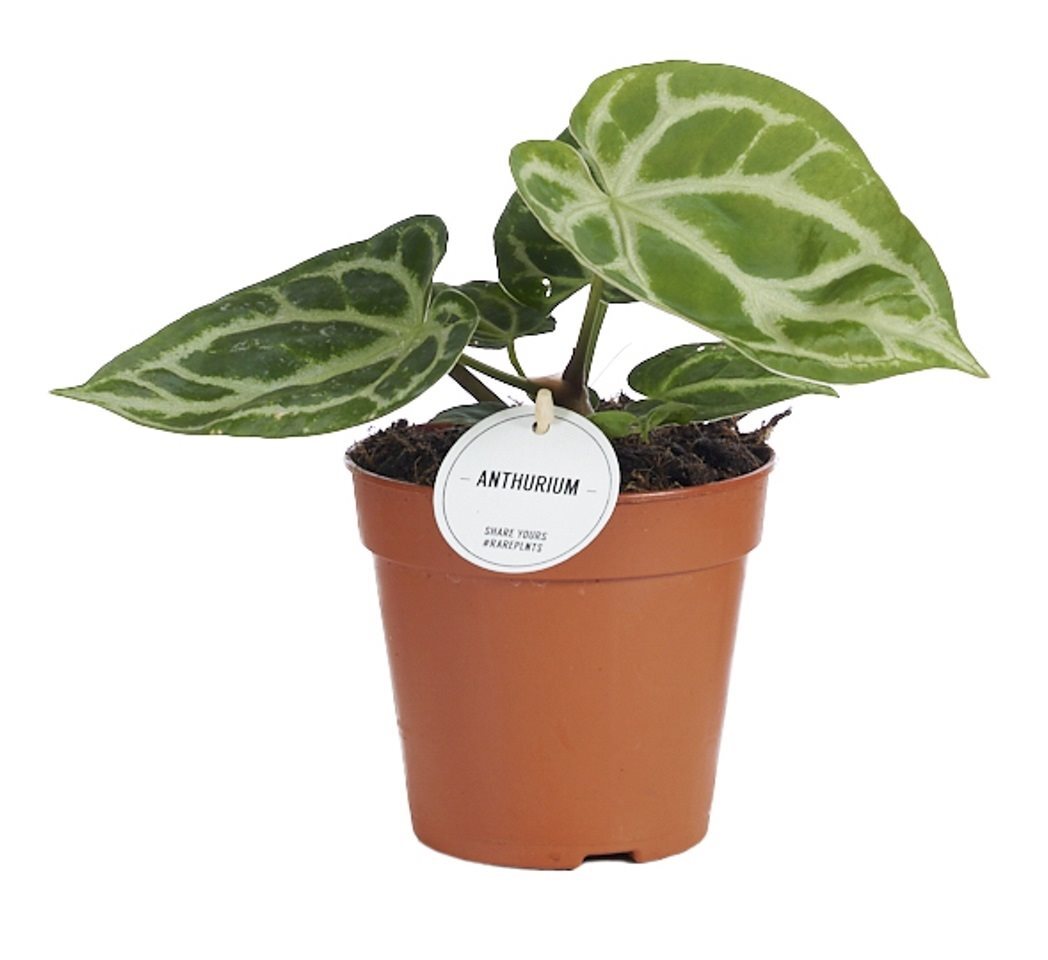 silver heart plant indoors Anthurium Crystallinum 'Silver Blush' Medium