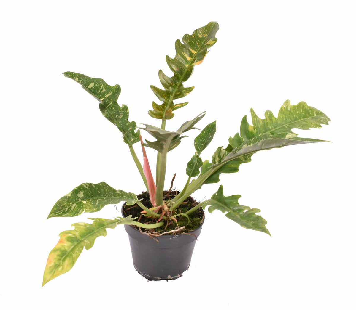 Philodendron Ring of Fire Medium – Medium, Approx. 35.0cm height – 15.0cm Pot 2