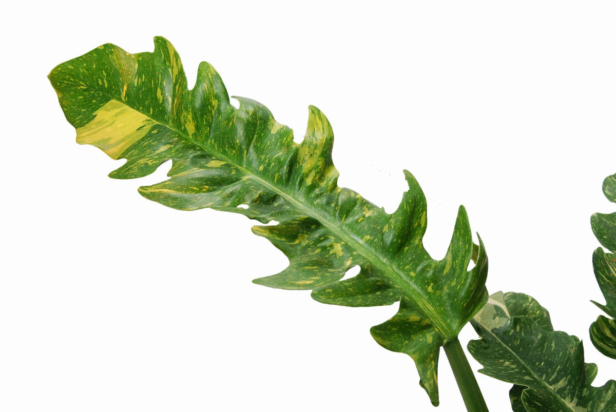 Philodendron Ring of Fire Medium – Medium, Approx. 35.0cm height – 15.0cm Pot 3