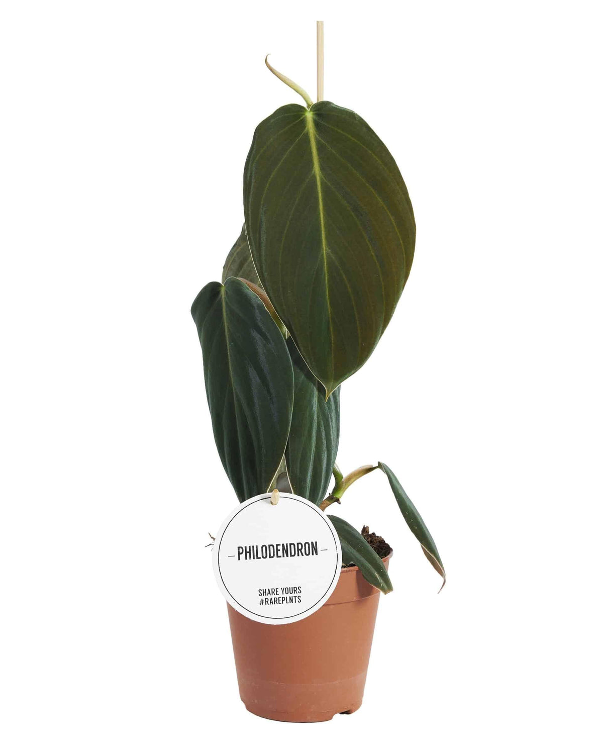 Healthy Philodendron Gigas M by Plant Circle – Medium, Approx. 45.0cm height by Plant Circle – 12.0cm Pot. A perfect philodendron gigas m by plant circle – medium, approx. 45.0cm height by plant circle – 12.0cm pot for your indoor houseplant collection.