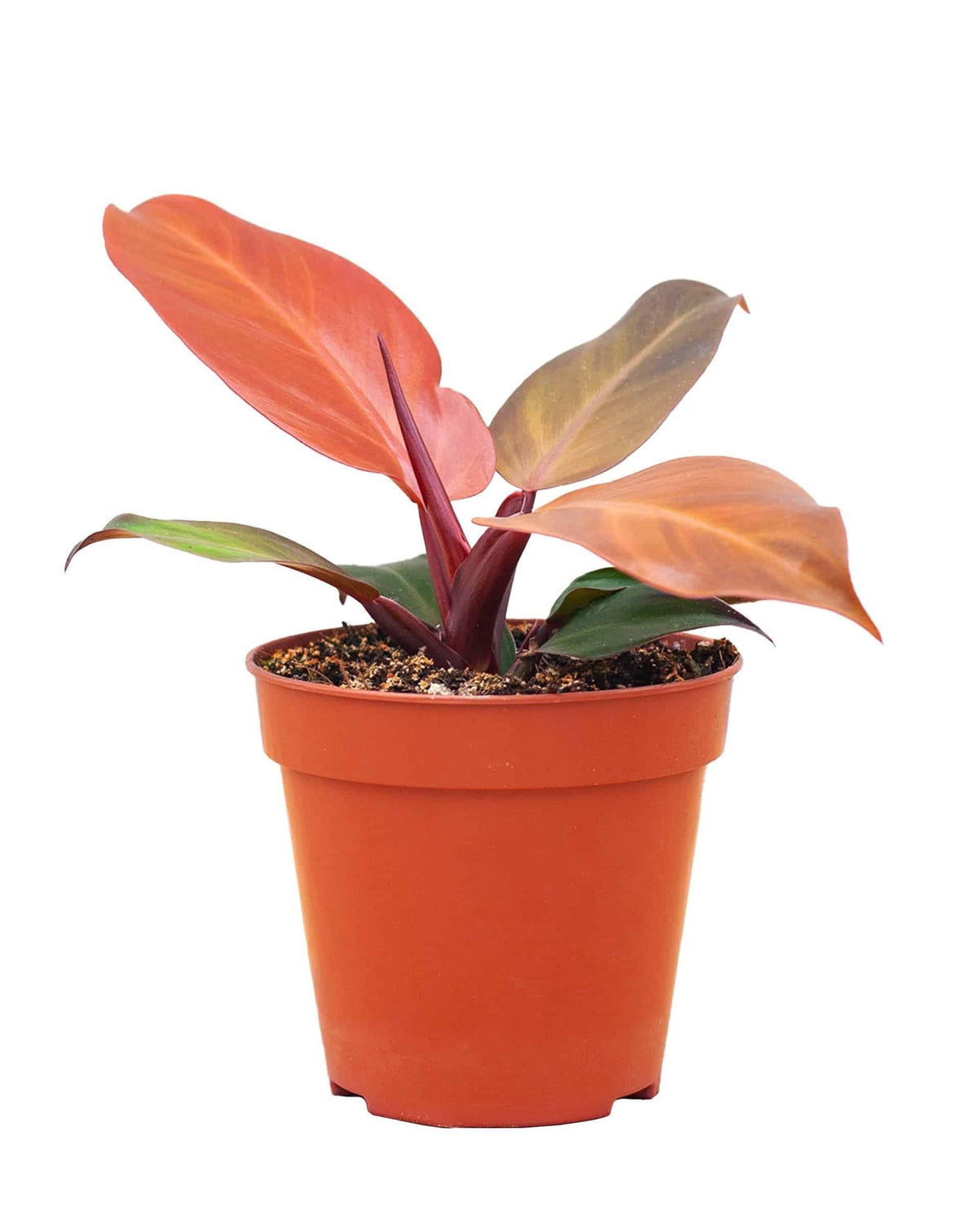 Philodendron 'McColley's Finale'