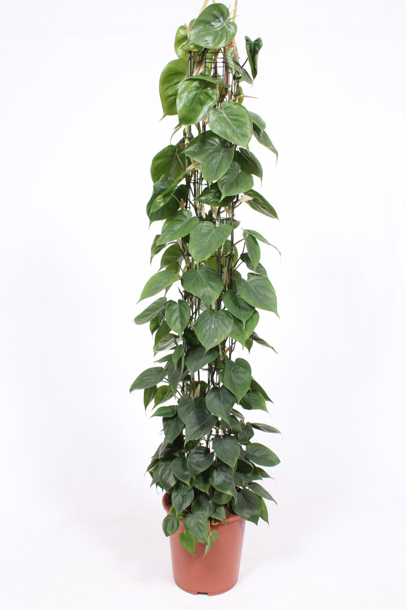 Philodendron Scandens XL by Plant Circle – XL, Approx. 160.0cm height by Plant Circle – 27.0cm Pot