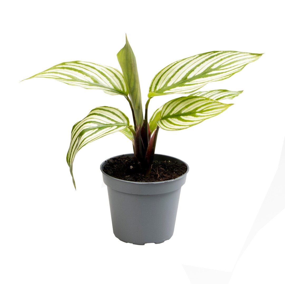 Goeppertia (Calathea) Vittata Baby