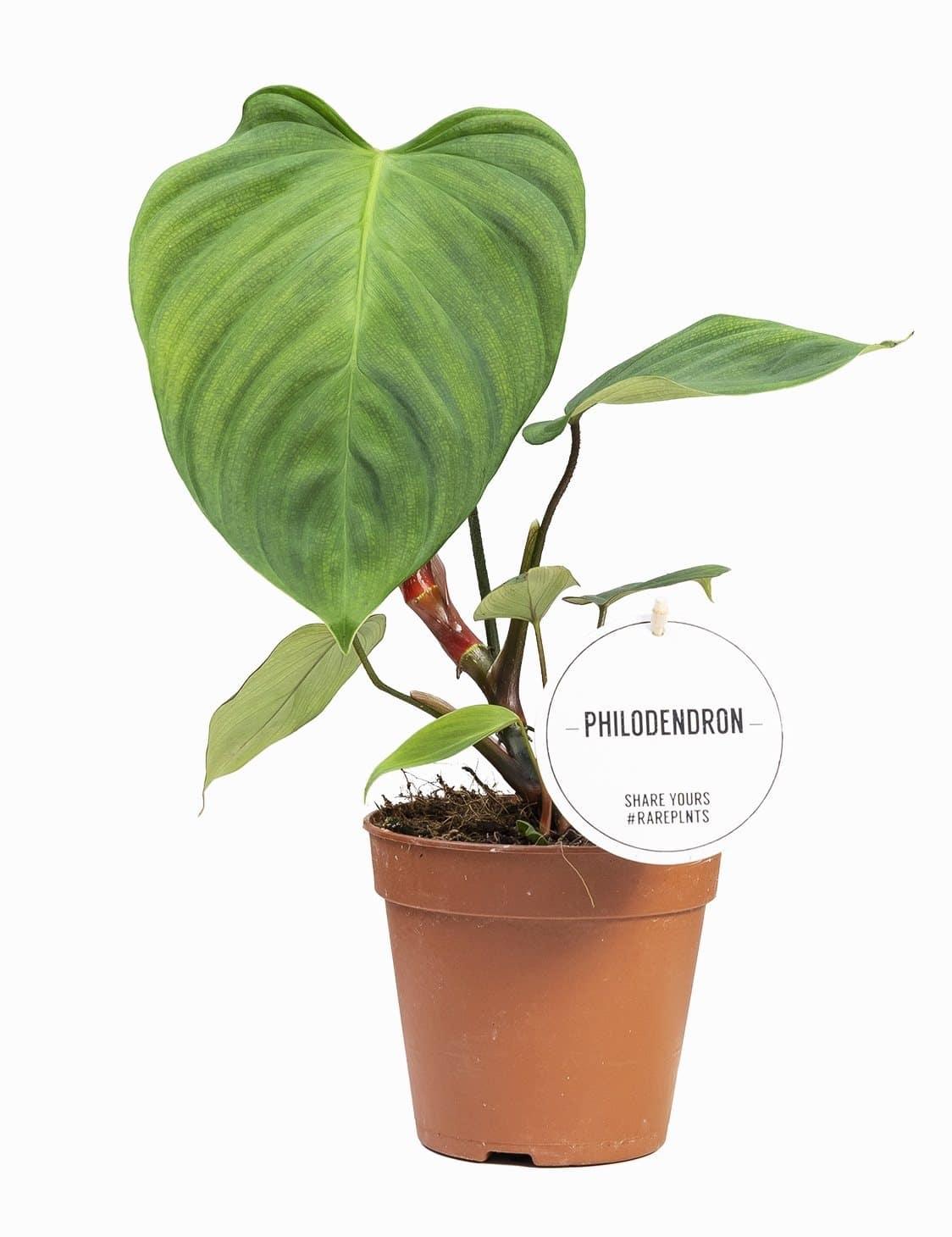 Healthy Philodendron Fuzzy Petiole M. A perfect philodendron fuzzy petiole m for your indoor houseplant collection.