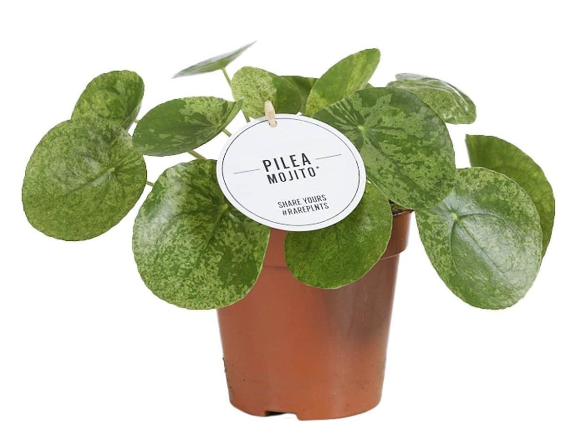 Healthy Pilea Peperomioides 'Mojito'M. A perfect pilea peperomioides 'mojito'm for your indoor houseplant collection.