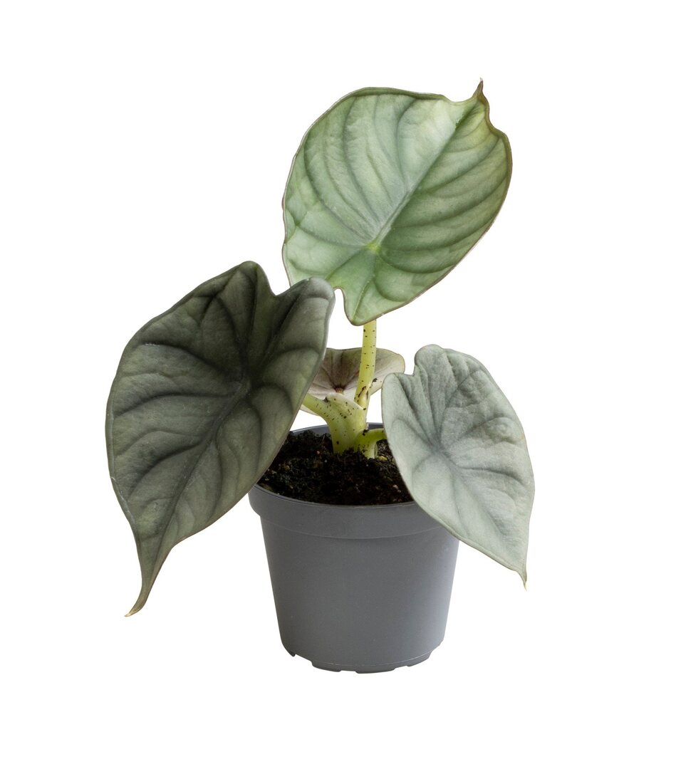 alocasia nebula