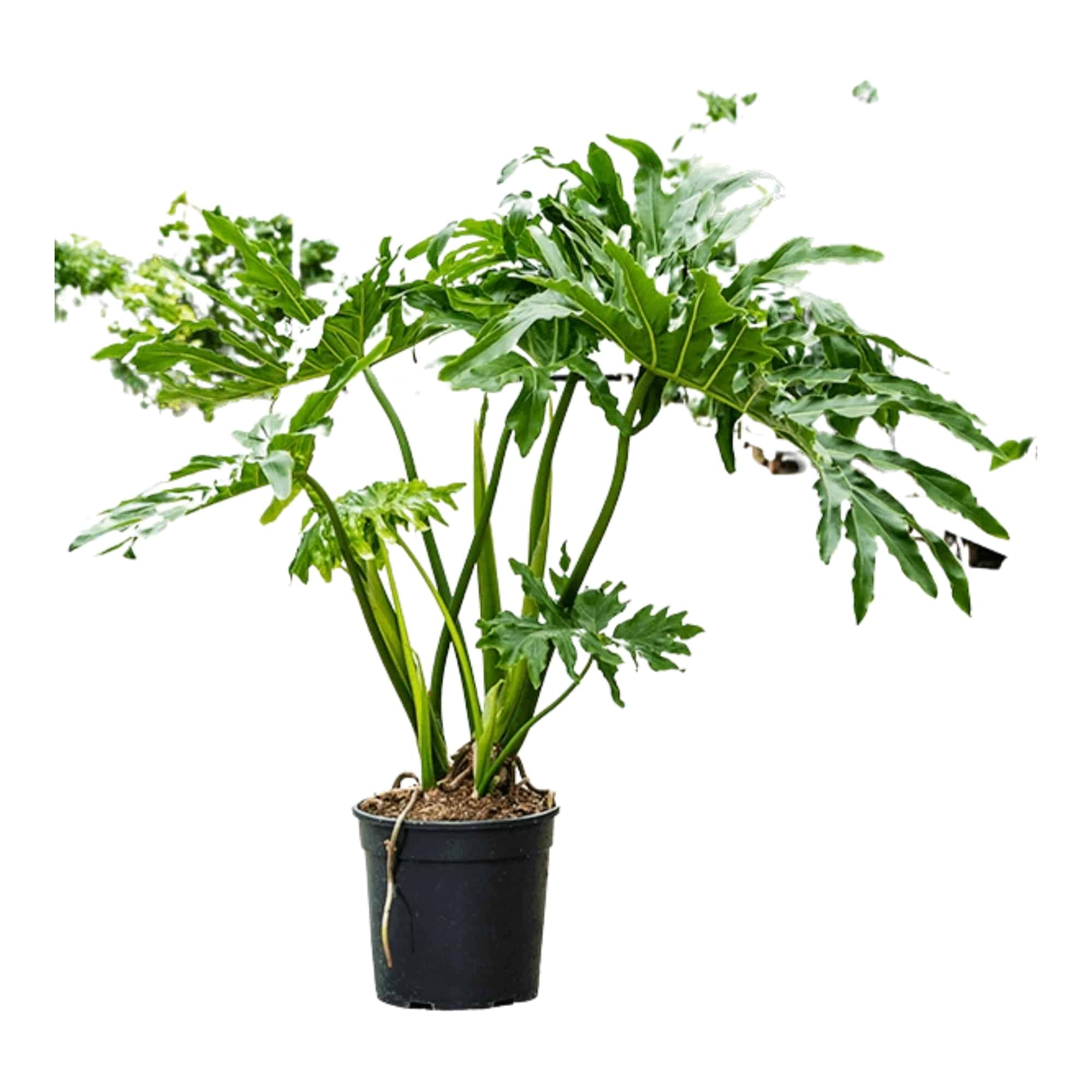 philodendron selloum