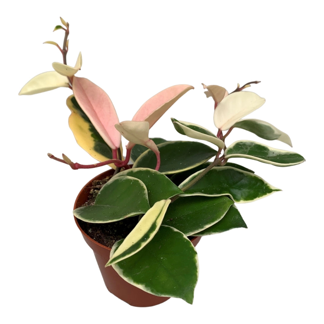 Hoya carnosa 'Krimson Queen' (albomarginata)