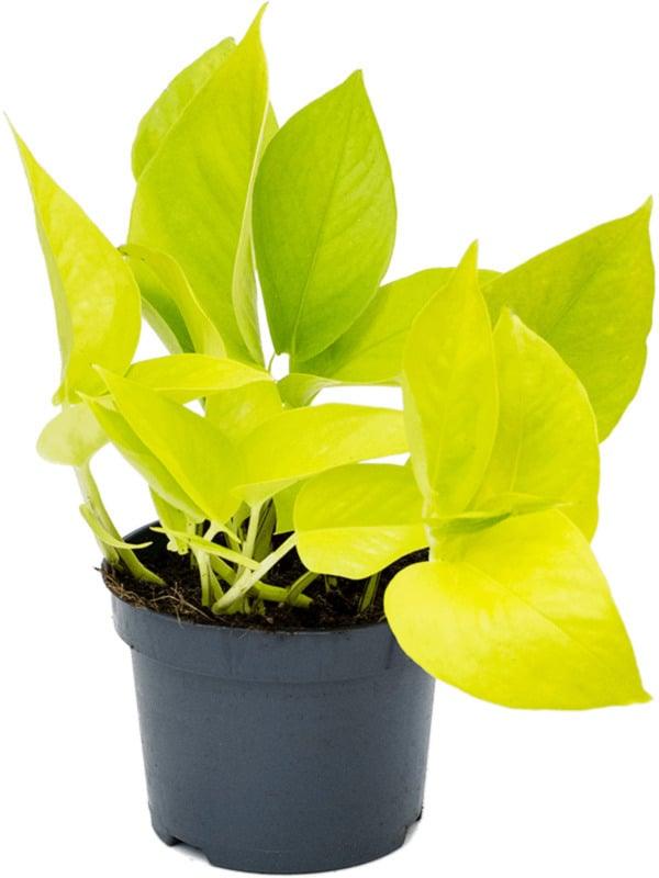 Healthy Epipremnum Aureum 'Neon Pothos' S – Small, Approx. 20.0cm height – 10.0cm Pot. A perfect epipremnum aureum 'neon pothos' s – small, approx. 20.0cm height – 10.0cm pot for your indoor houseplant collection.