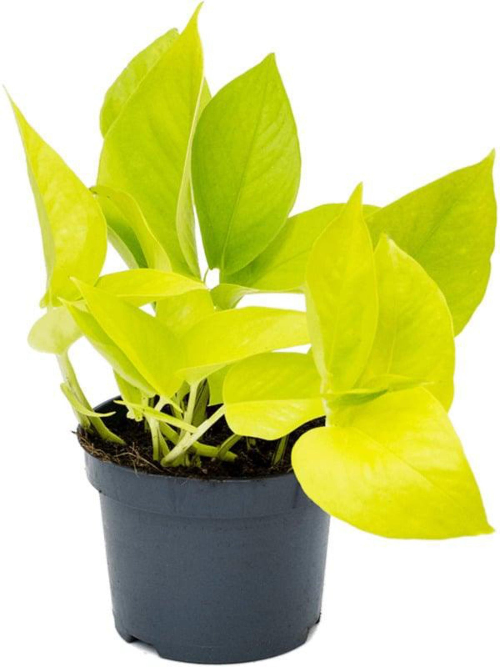 pothos lime Epipremnum aureum 'Neon' ('Neon Pothos', 'Golden Pothos') Medium