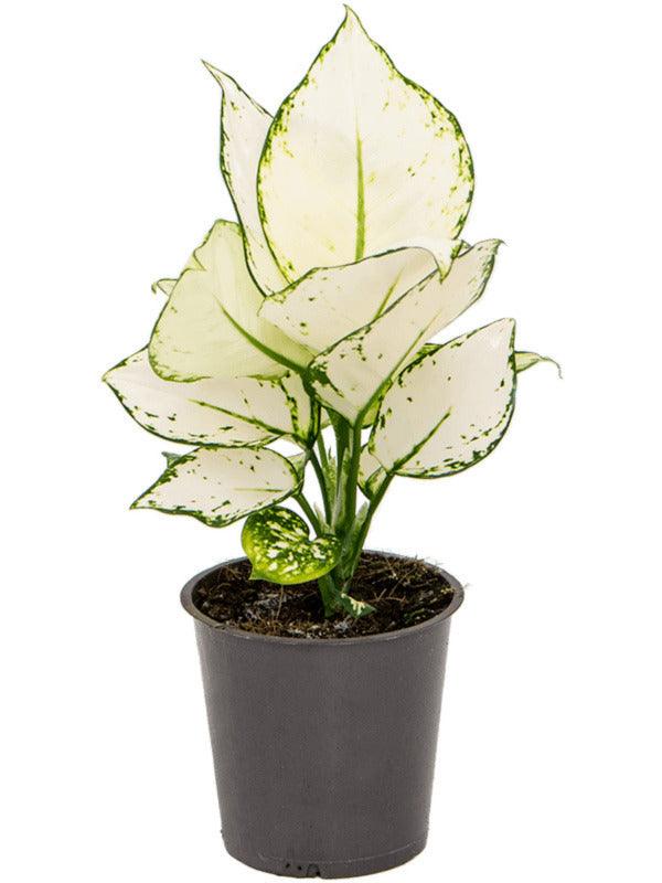 Healthy Aglaonema 'White Diamond' M by Plant Circle. A perfect aglaonema 'white diamond' m by plant circle for your indoor houseplant collection.