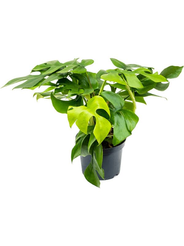 Healthy Rhaphidophora Tetrasperma M. A perfect rhaphidophora tetrasperma m for your indoor houseplant collection.