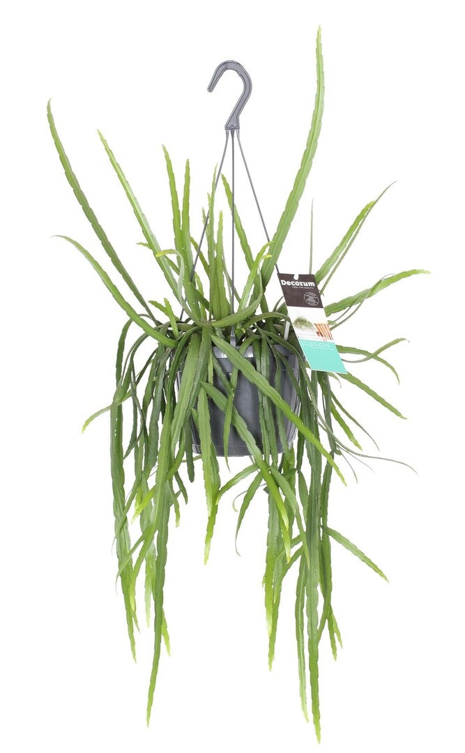 healthy Pfeiffera boliviana Large by Plant Circle