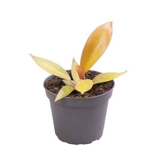 Healthy Philodendron Prince of Orange Baby. A perfect philodendron prince of orange baby for your indoor houseplant collection.