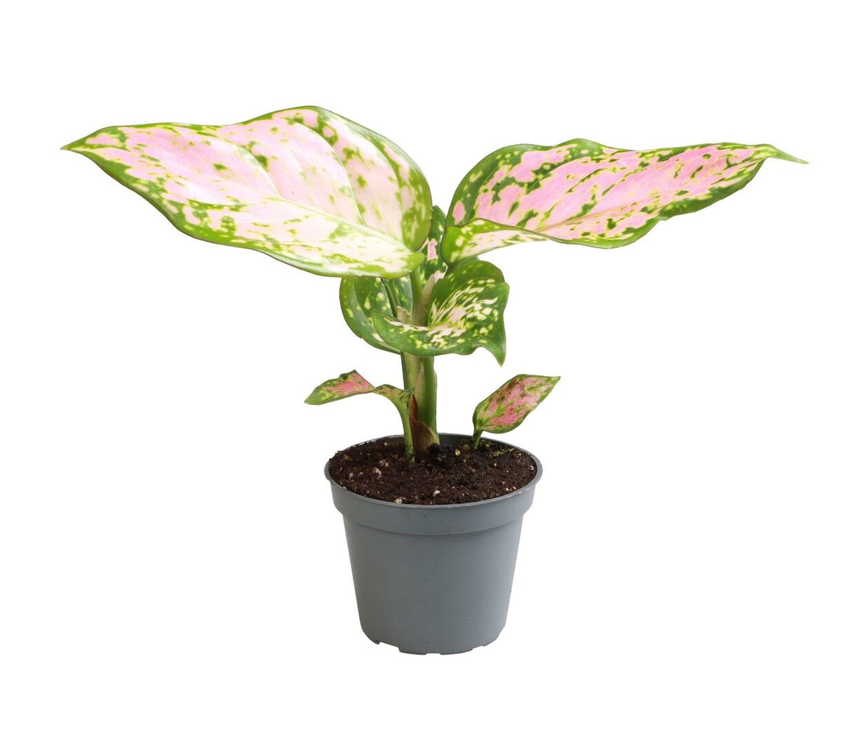 Aglaonema Red Valentine Baby