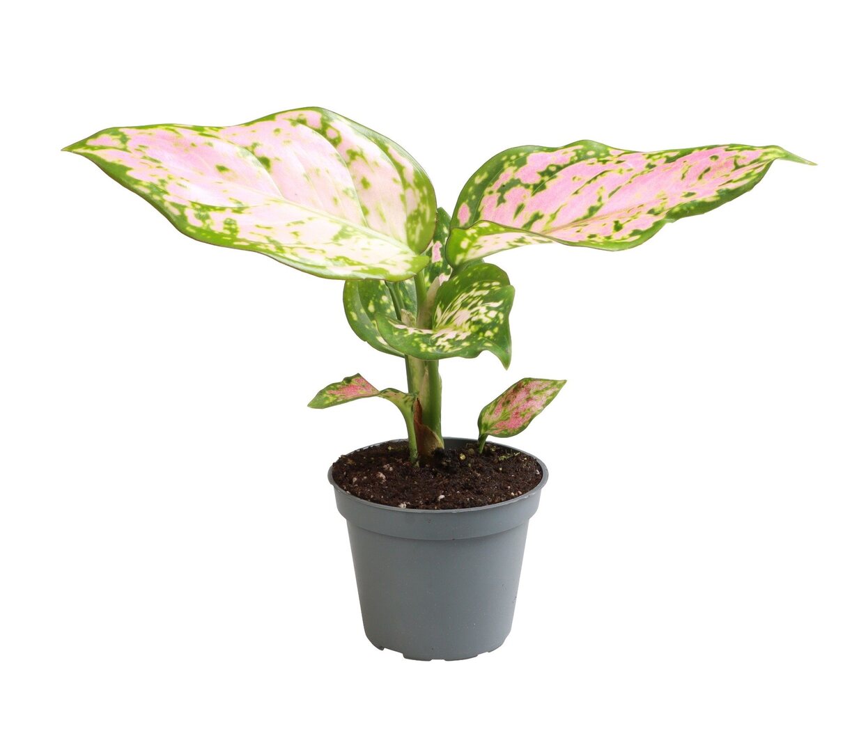 Aglaonema Commutatum Red Zirkon Baby by Plant Circle – Baby, Approx. 12.0cm height by Plant Circle – 6.0cm Pot