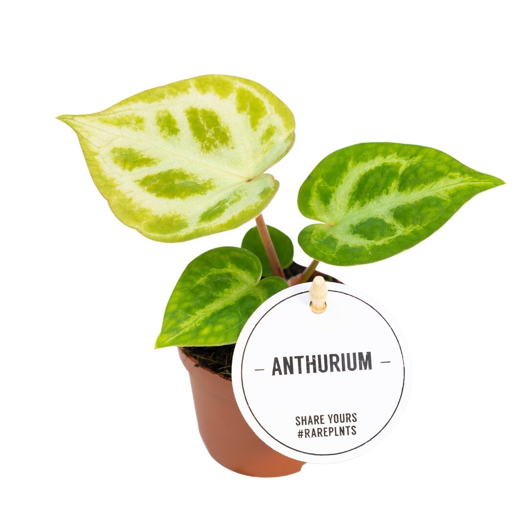 Anthurium Crystallinum 'Silver Blush' Baby