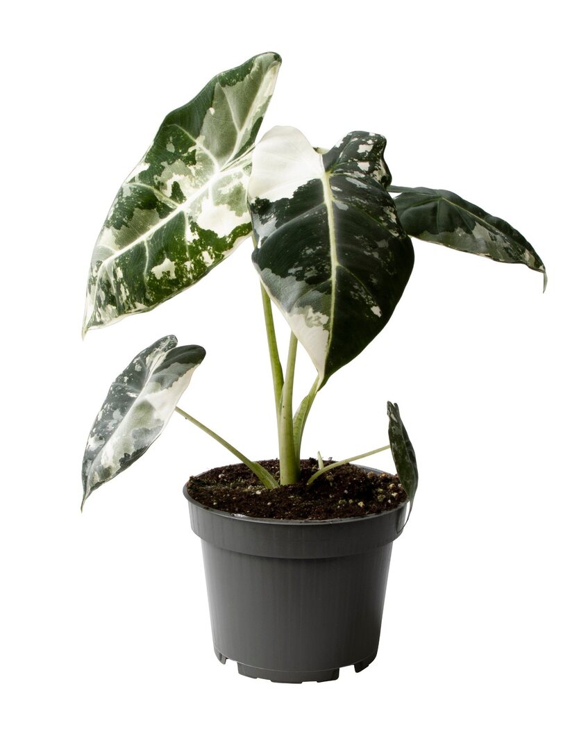 Potted  alocasia fydek variegata with green and white leaves on a white background