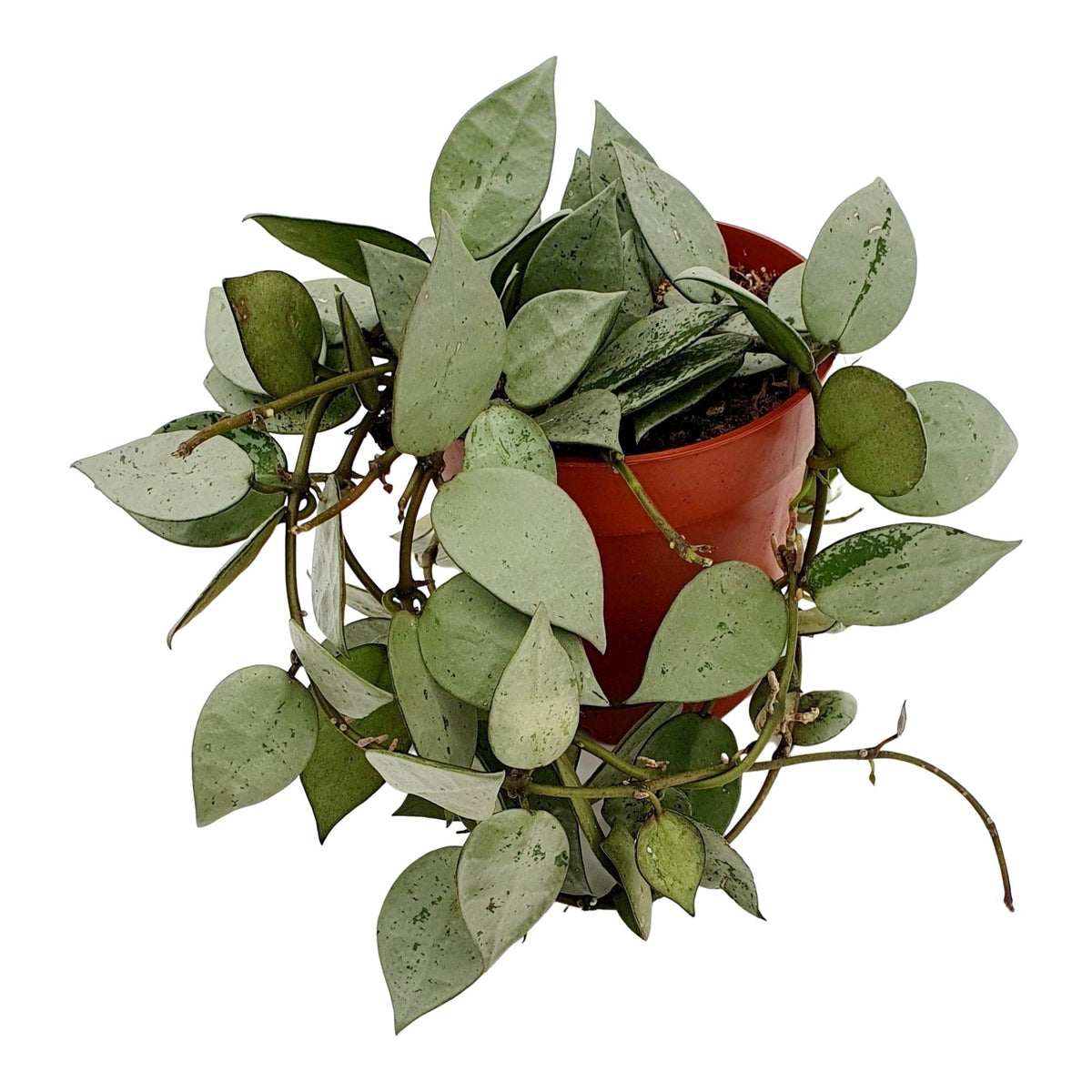 Healthy Hoya Krohniana Super Silver S by Plant Circle. A perfect hoya krohniana super silver s by plant circle for your indoor houseplant collection.