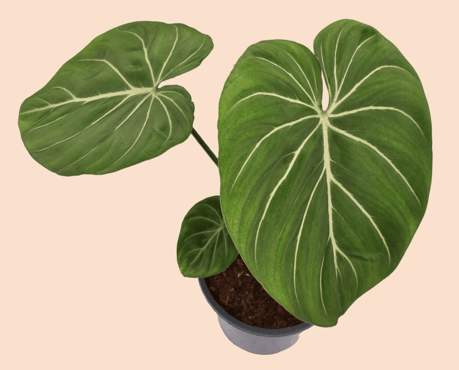 Philodendron Gloriosum Zebra – Large, Approx. 50.0cm height – 19.0cm Pot Default Title 1