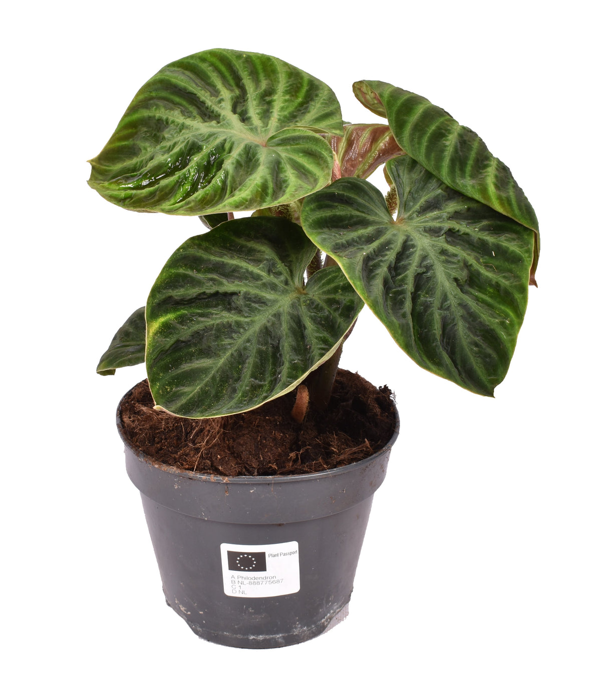 philodendron verrucosum mini Philodendron Verrucosum 'Incensi' compactum Medium