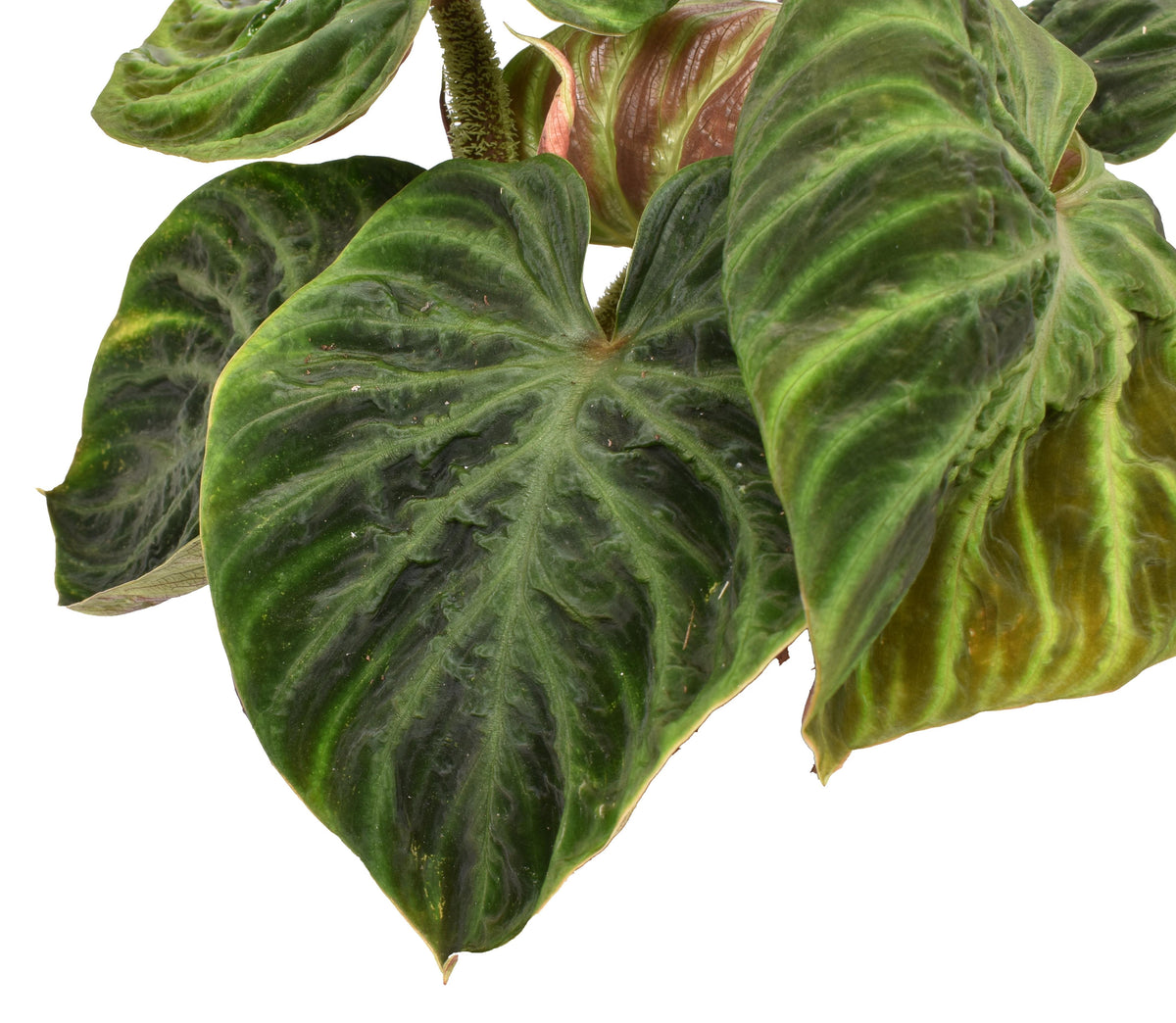 Philodendron Verrucosum 'Incensi' compactum -  Van der Arend.