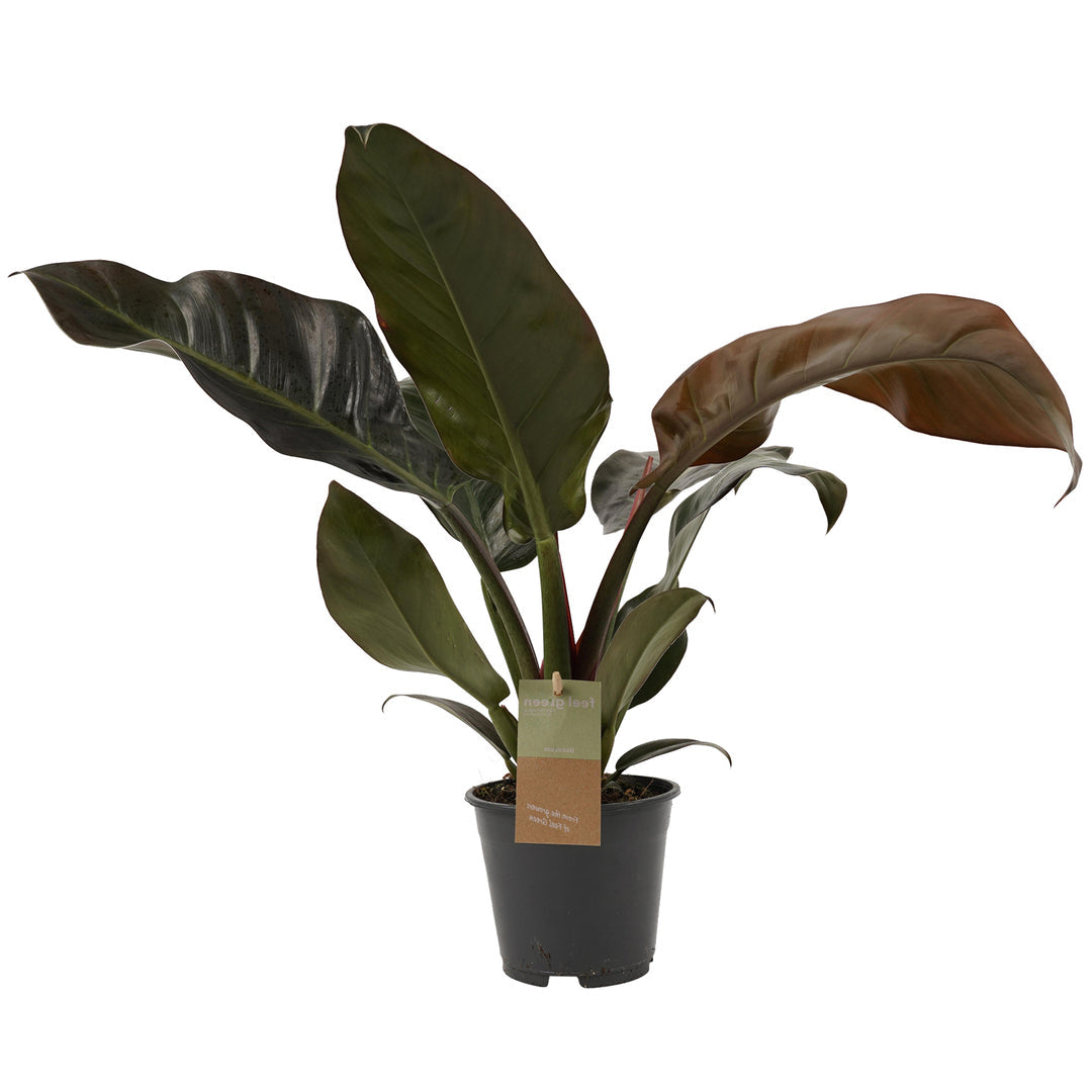 Philodendron 'Imperial Red' Medium