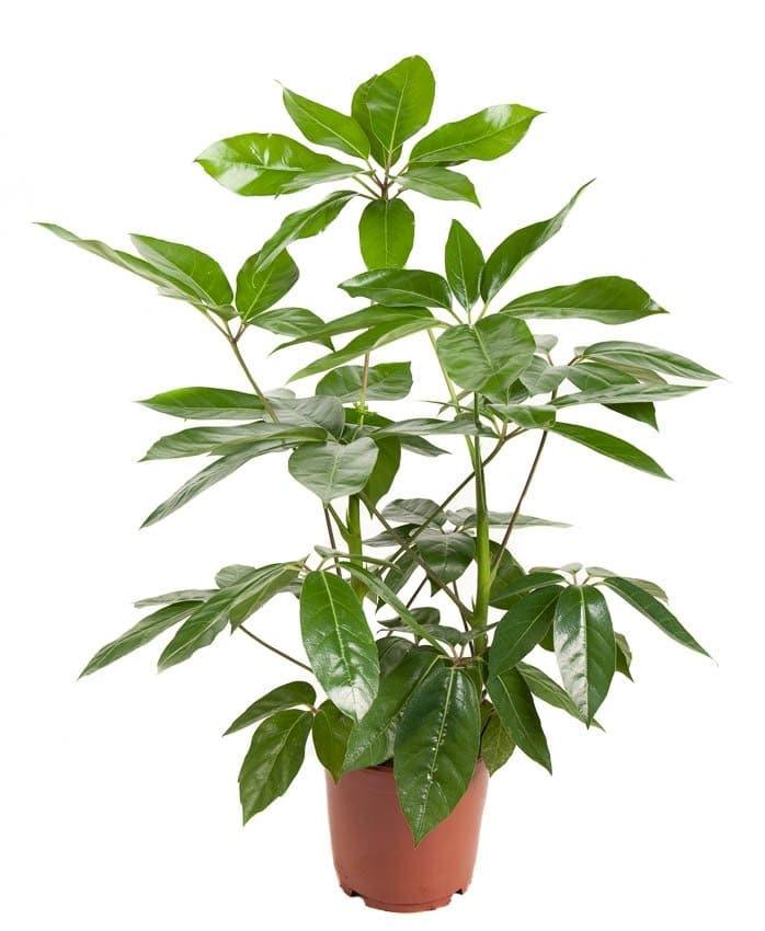 Schefflera Amate XL – XL, Approx. 100.0cm height – 24.0cm Pot 2