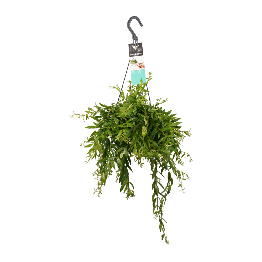 Aeschynanthus 'japhrolepis' (cascading lipstick plant) Large -  Hillplant (handmatig).