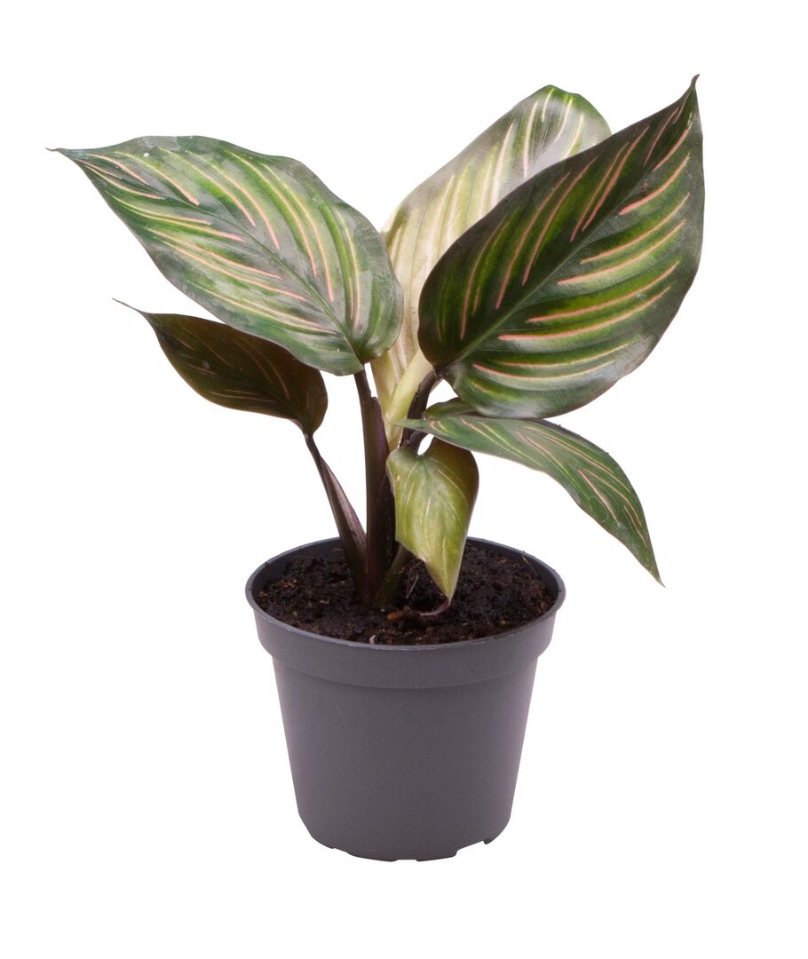 Healthy Calathea 'Beauty Star' Baby. A perfect calathea 'beauty star' baby for your indoor houseplant collection.