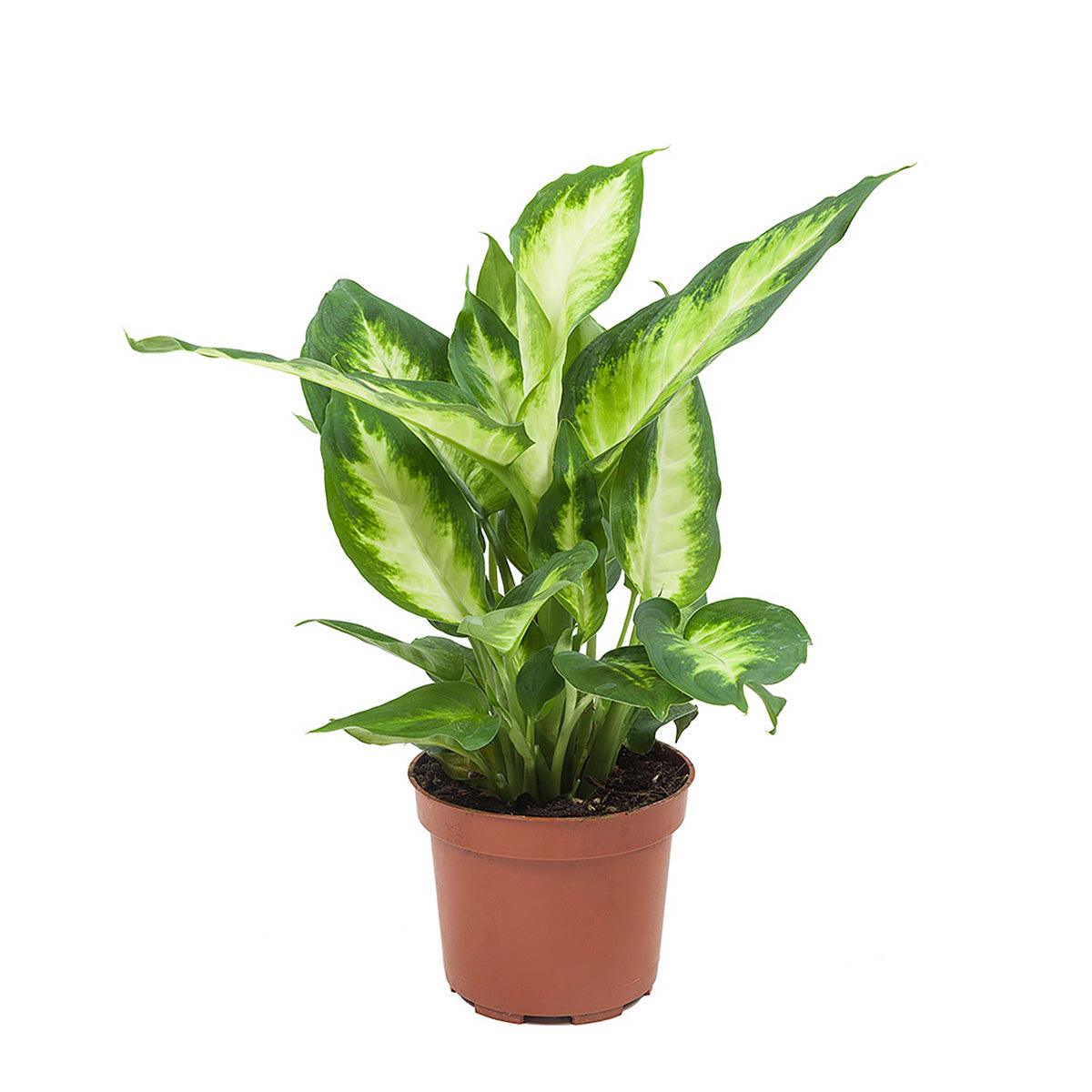 Dieffenbachia seguine 'Camilla' by Plant Circle -  Plant Circle.