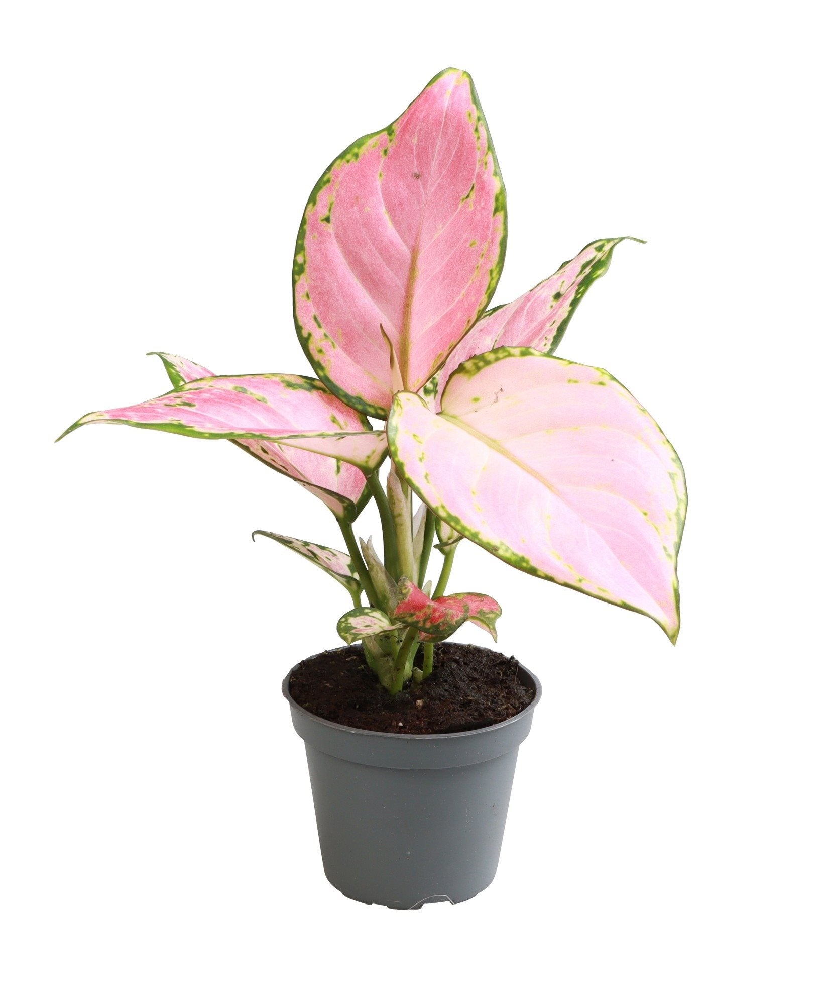 Aglaonema Red Zircon Baby