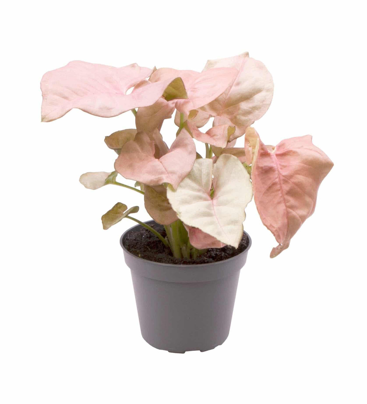 syngonium pink indoor plant Syngonium Podophyllum 'Neon Robusta' for Beginners