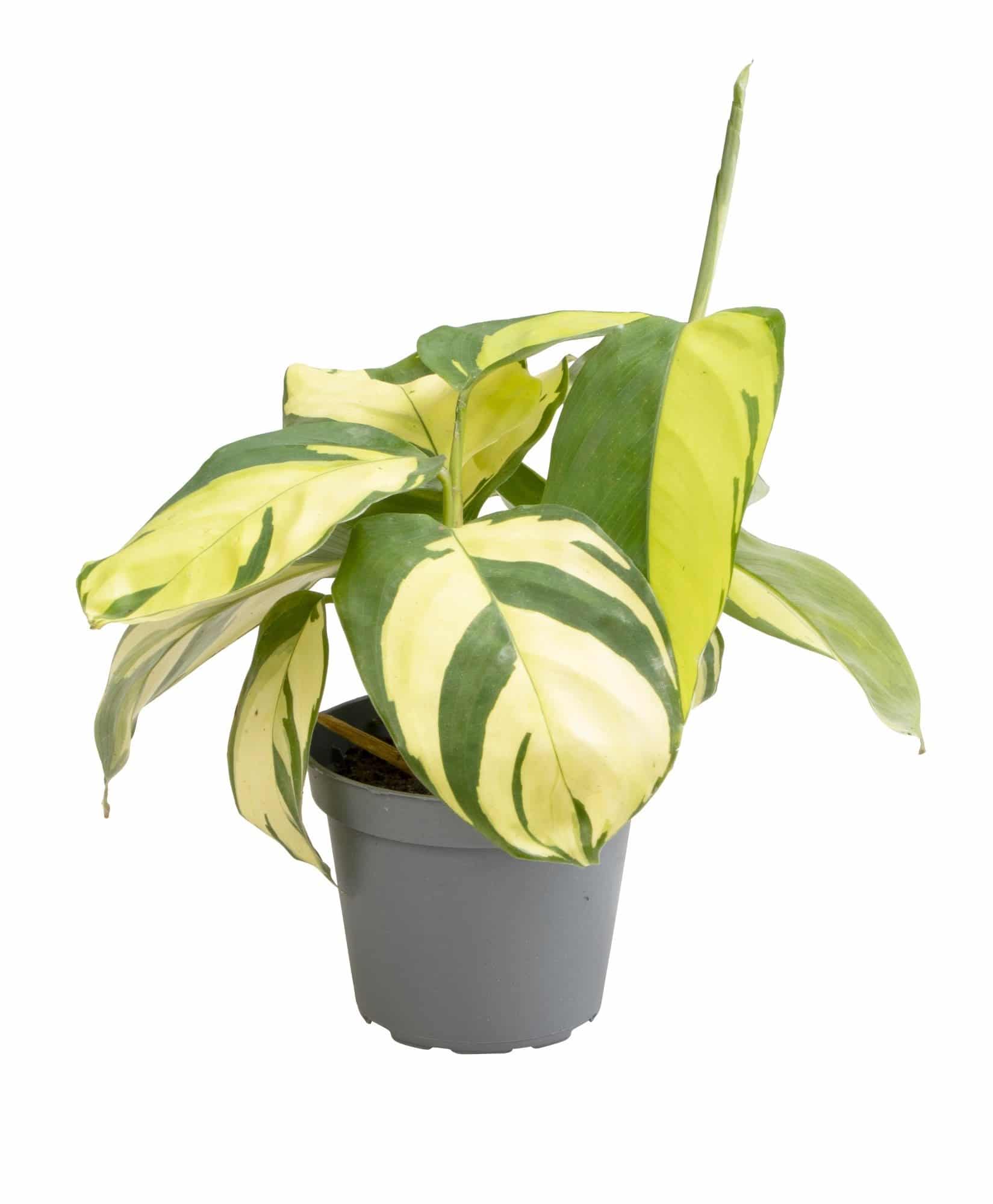 Ctenanthe lubbersiana 'Golden Mosaic' – Baby, Approx. 14.0cm height – 6.0cm Pot 2