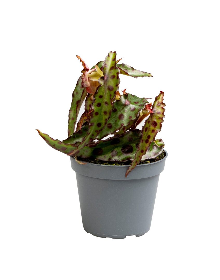 Begonia Amphioxus Baby