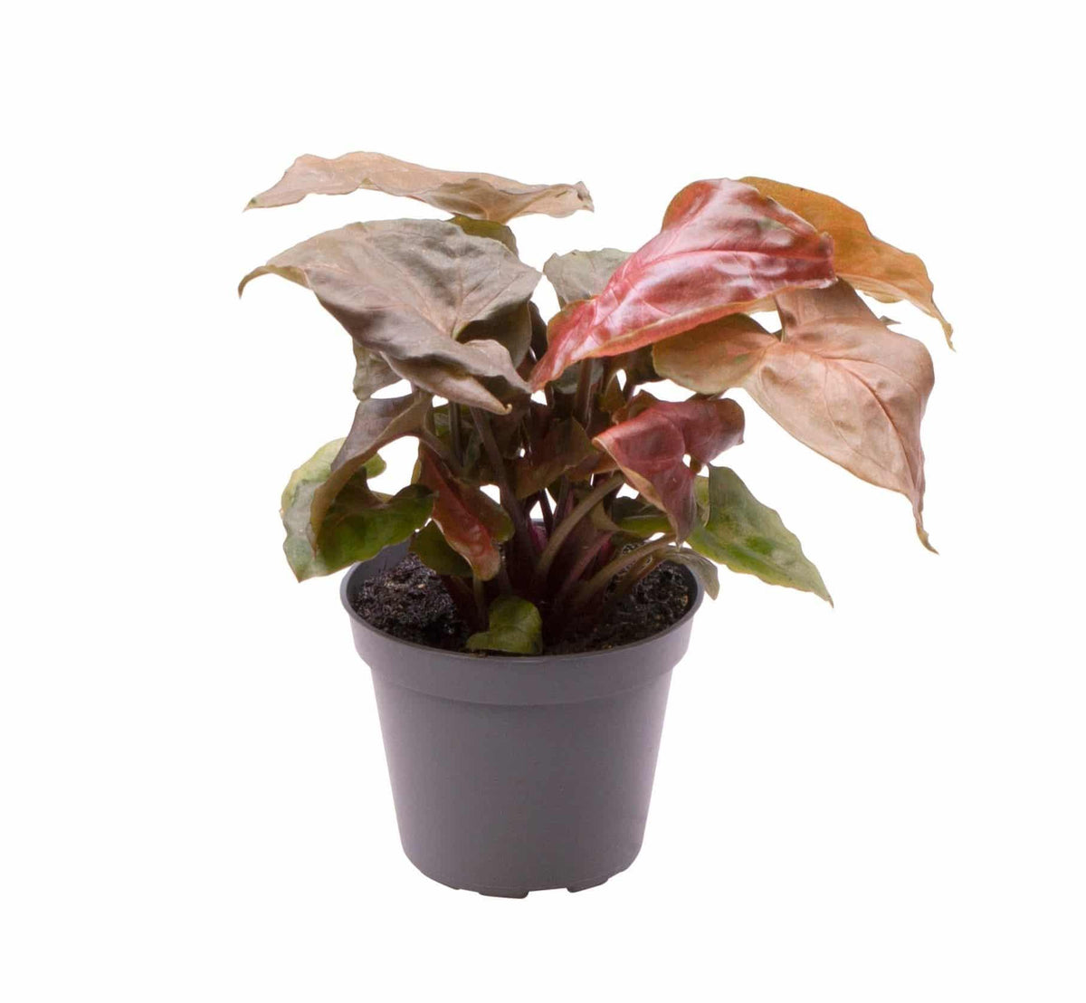 Syngonium Podophyllum 'Maria Allusion' Baby – Baby, Approx. 14.0cm height – 6.0cm Pot 2
