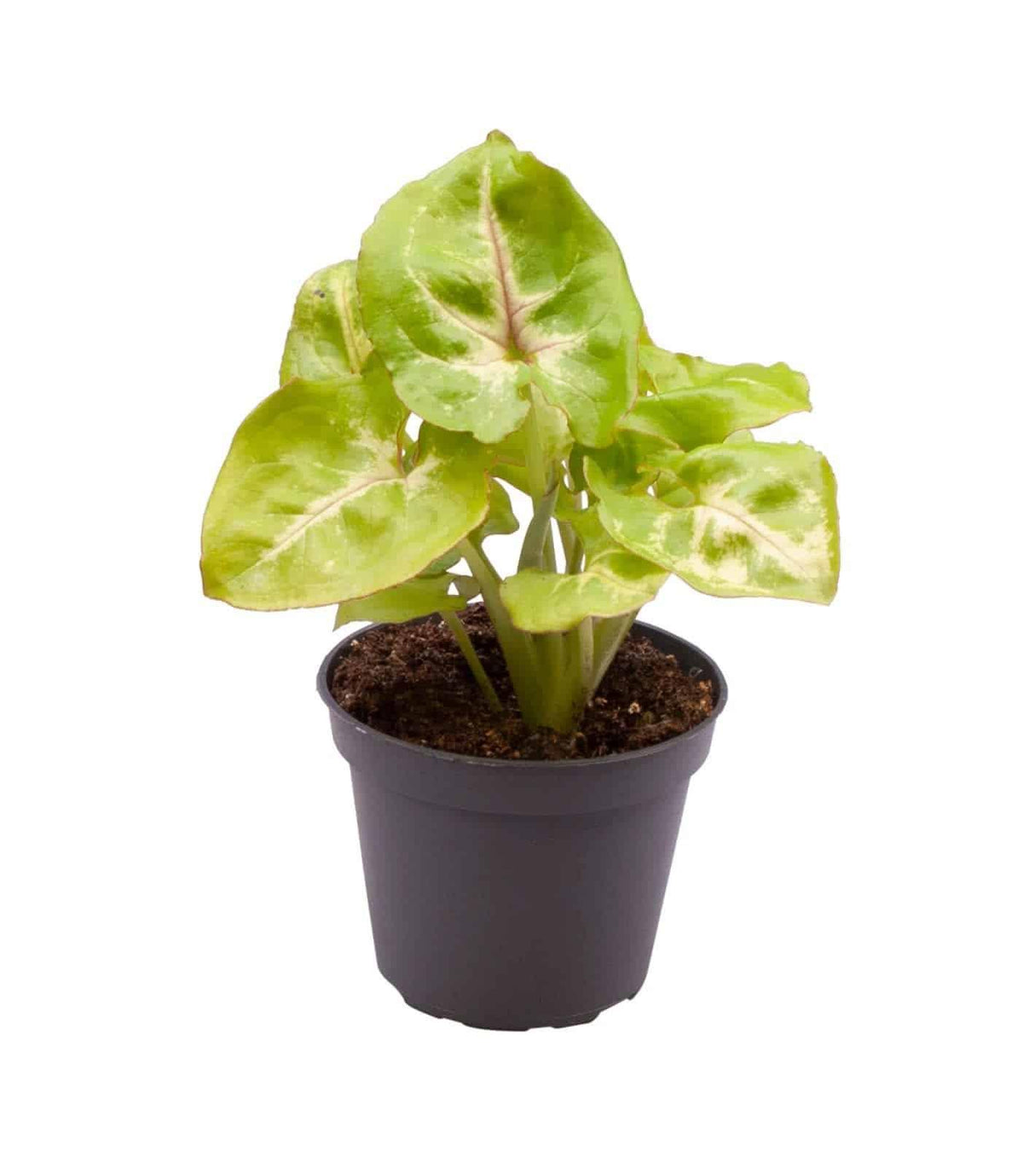 Syngonium podophyllum 'Mango allusion' by Plant Circle -  Plant Circle.