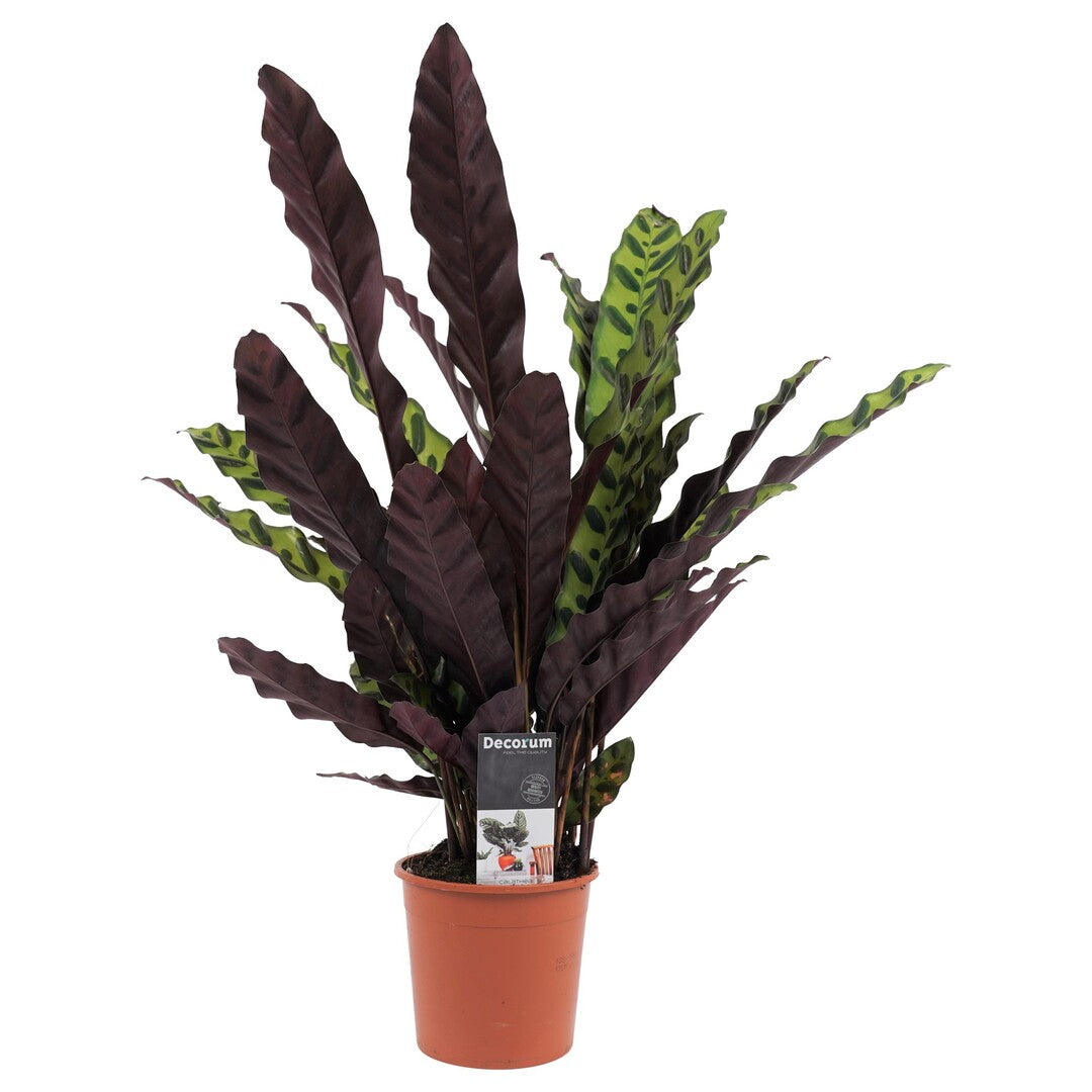 Goeppertia (Calathea) insignis Medium