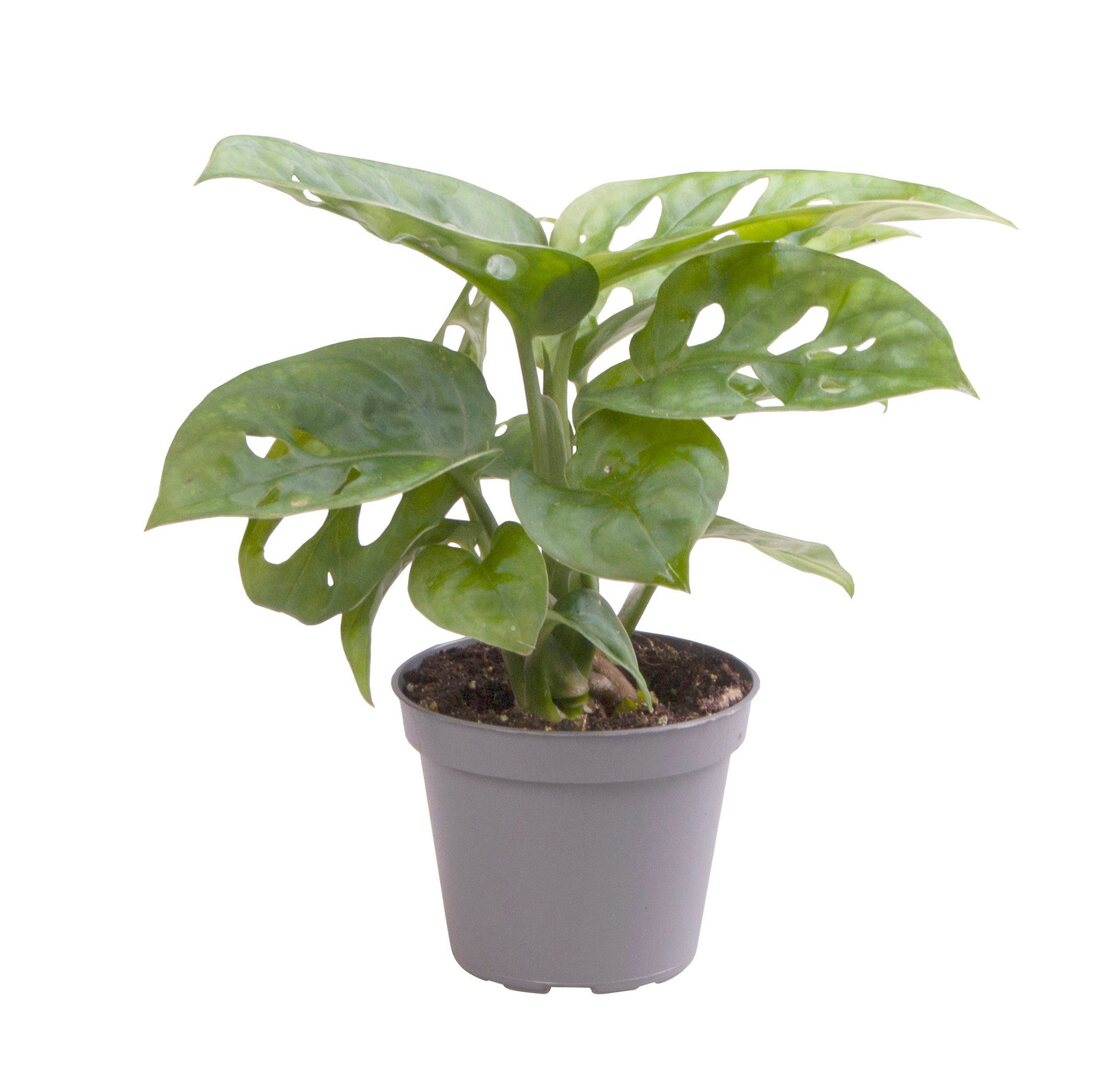 Healthy Monstera Adansonii Baby. A perfect monstera adansonii baby for your indoor houseplant collection.